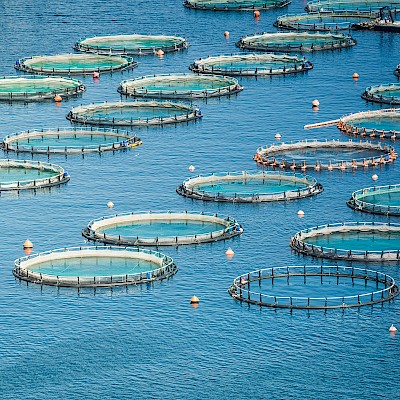 Why American Fish Farms Are Moving Away from Chemical Treatment — and What's Replacing It