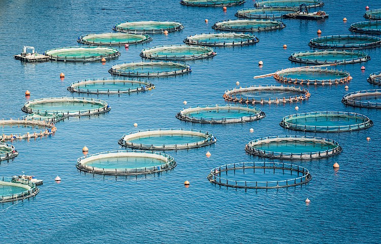 Why American Fish Farms Are Moving Away from Chemical Treatment — and What's Replacing It